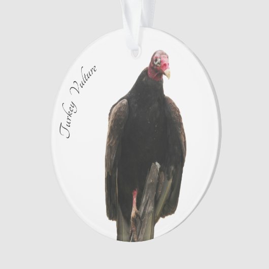 Vautour de Turquie (devant)