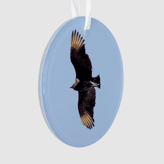 Vautour moine (devant)