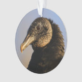 vautour moine (devant)