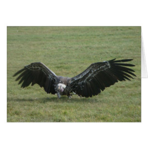 vautour noir de la proie carte photo art