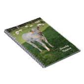 Veau blanc cultivant le carnet (Côté Droit)