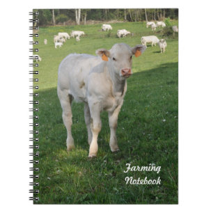 Veau blanc cultivant le carnet
