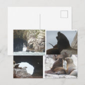Veaux de mer Pérou Collage Carte postale DIY (Devant / Derrière)