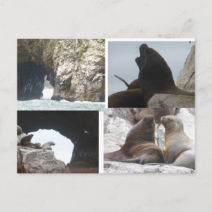 Veaux de mer Pérou Collage Carte postale DIY