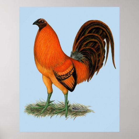 Vechthaankalkoen rode haan poster (Voorkant)