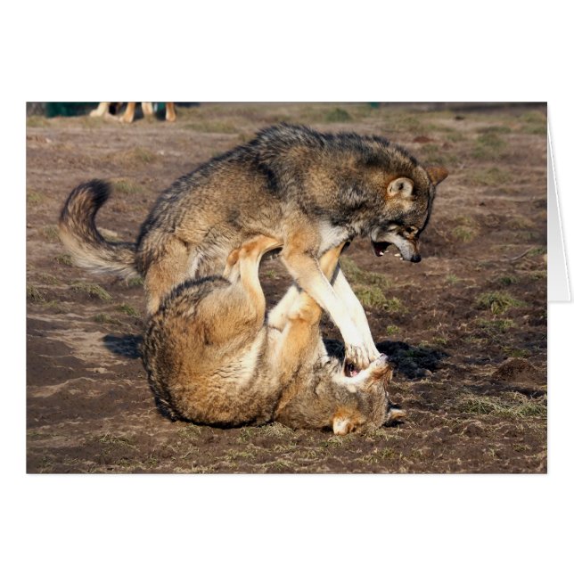 vechtwolven (Voorkant Horizontaal)