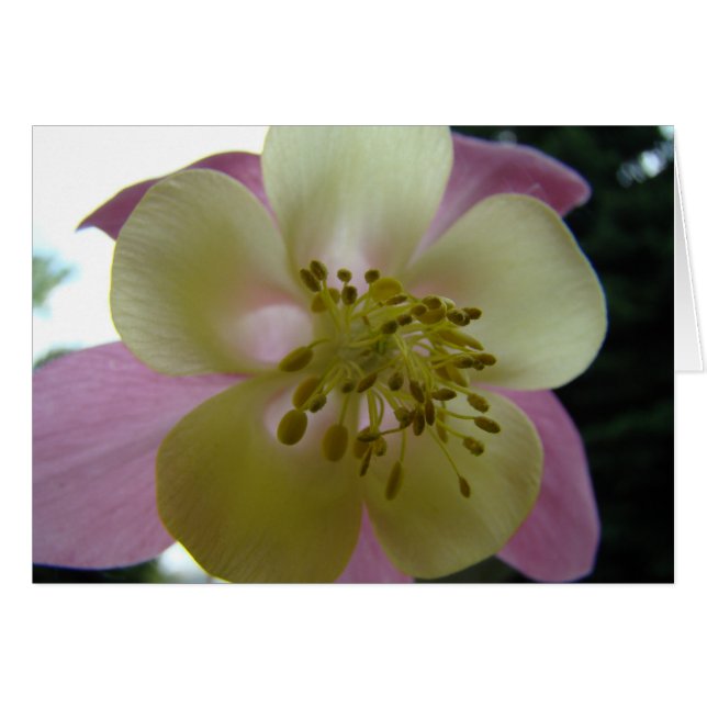 veduta (Devant horizontal)