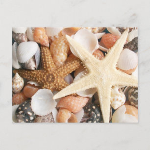 Veel Colorful Seashells Briefkaart