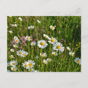 Veel dagboeken op een weide briefkaart