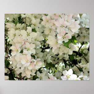 Veel lenteskrabappelbloesems poster