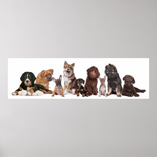 Veel Puppies Poster (Voorkant)