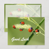 Veel succes met de leuke lieveboompjes! briefkaart (Voorkant / Achterkant)