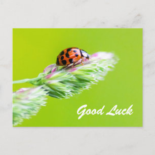 Veel succes met een lieve lieveboompje! briefkaart