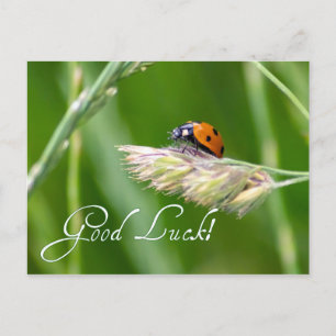 Veel succes met een lieve lieveheersbeestje! briefkaart