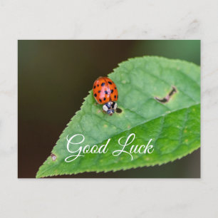 Veel succes met het leuke lieve lieveheersbeestje! briefkaart