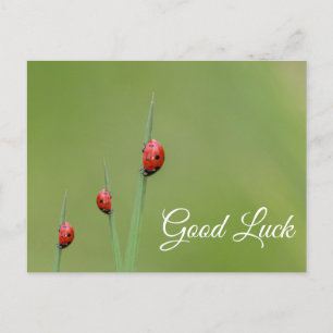 Veel succes met leuke lieve lieveheersbeestjes! an briefkaart