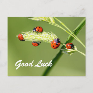 Veel succes met leuke lieve lieveheersbeestjes! briefkaart