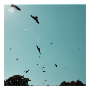 Veel vogels en een contra-indicatie perfect poster