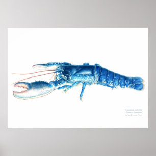 Veelgebruikte kreeft blauwe waterverf, grote afdru poster