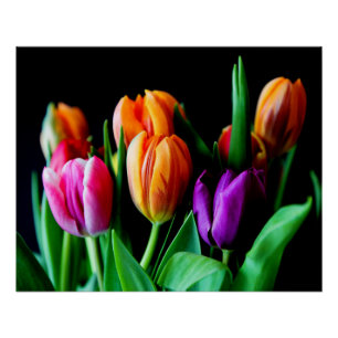 Veelkleurige tulpenbloemen met zwarte achtergrond perfect poster