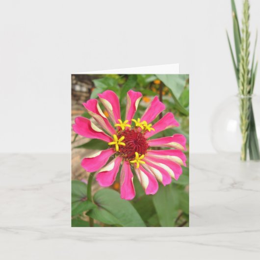 Veelkleurige Zinnia Kaart (Voorkant)