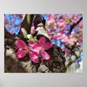 Veerbloeiende appelboom. Roze bloemen Poster