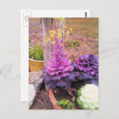 Veerbloeiende sierkool briefkaart (Voorkant / Achterkant)