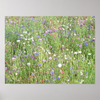 Veerbloemen Poster