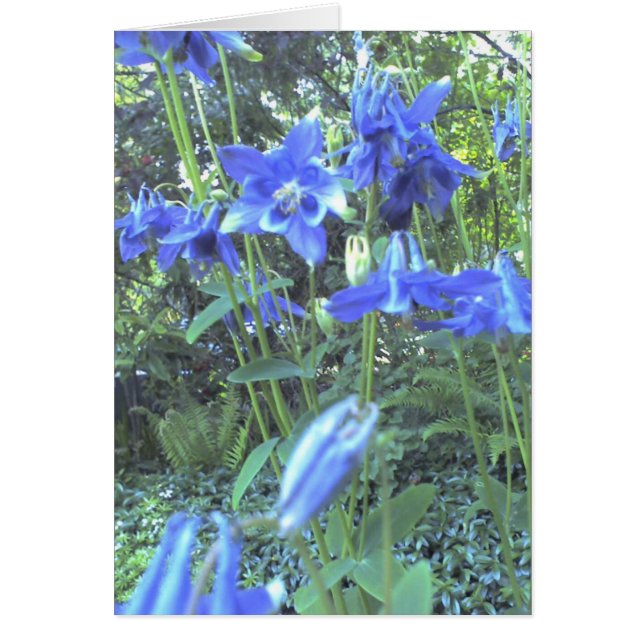 Veerbloemige kolommen (Voorkant)