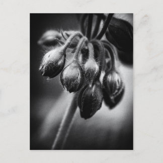 Veerbloemknoppen Briefkaart