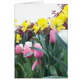 Veerdedils en tulpen