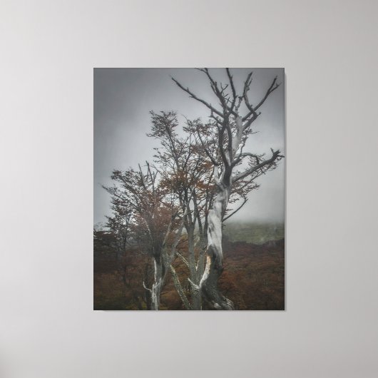 Veerkracht van de natuur: Tierra del Fuego Forest, Canvas Afdruk (Voorkant)