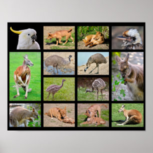 Veertien mozaïekfoto's van Australische dieren Poster