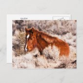 Veertig Winks Briefkaart (Voorkant / Achterkant)