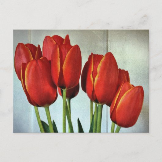 Veertulpen Briefkaart (Voorkant)