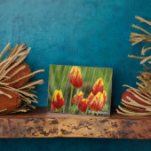 Veertulpen Fotoplaat (Zijkant)