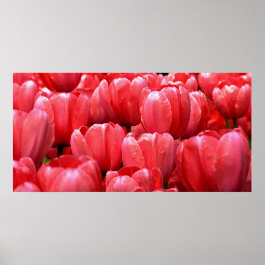 Veertulpen Poster (Voorkant)