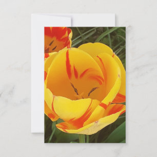 Veertulpen Vat Wenskaart Kaart