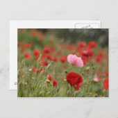 Veerveld met rode papaver briefkaart (Voorkant / Achterkant)
