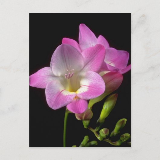 Veervrije bloemen briefkaart (Voorkant)