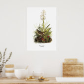 Veery, John Audubon Poster (Keuken)