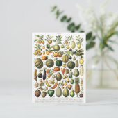 Vegetables Fruit Garden Vintage Botanique Carte po (Debout devant)