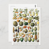Vegetables Fruit Garden Vintage Botanique Carte po (Devant / Derrière)