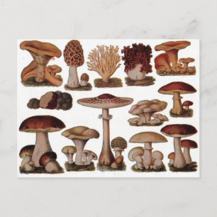 Vegetarische hipster steampunk paddenstoel briefkaart