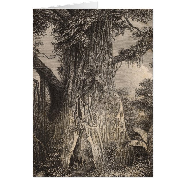 Vegetatie in Samoa (Voorkant)