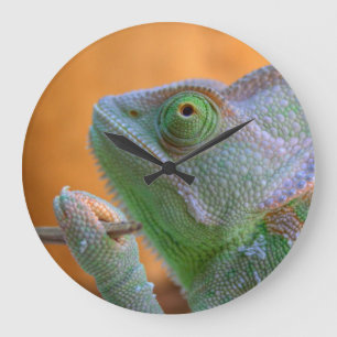 Veiled Chameleon Grote Klok