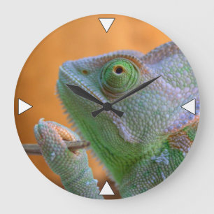 Veiled Chameleon Grote Klok