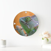 Veiled Chameleon Grote Klok (Huis)