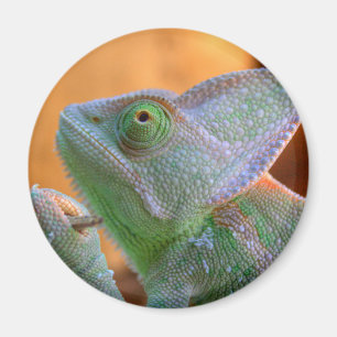 Veiled Chameleon Magneet
