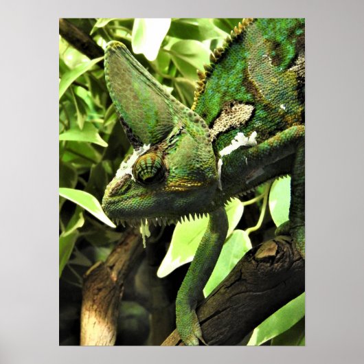 Veiled Chameleon Poster (Voorkant)